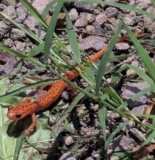 Cave Salamander