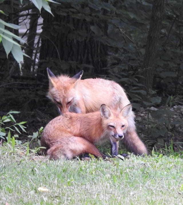 Two foxes