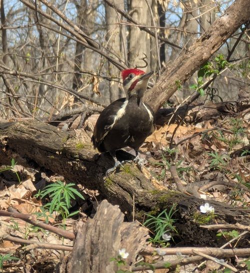 Pileated woodpecker